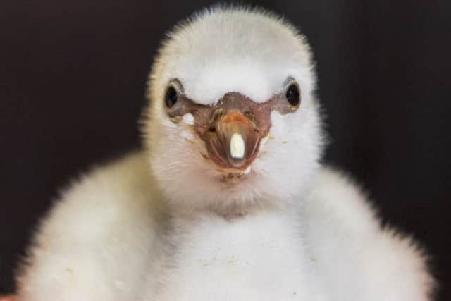 Four-day-old Chilean flamingo chick being hand reared by Mark Haillay and Owen Joiner at Bird Gardens Scotland.