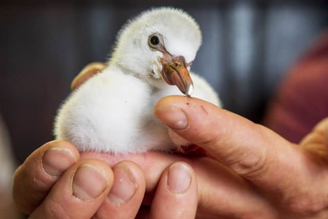 Four-day-old Chilean flamingo chick being hand reared by Mark Haillay and Owen Joiner at Bird Gardens Scotland.