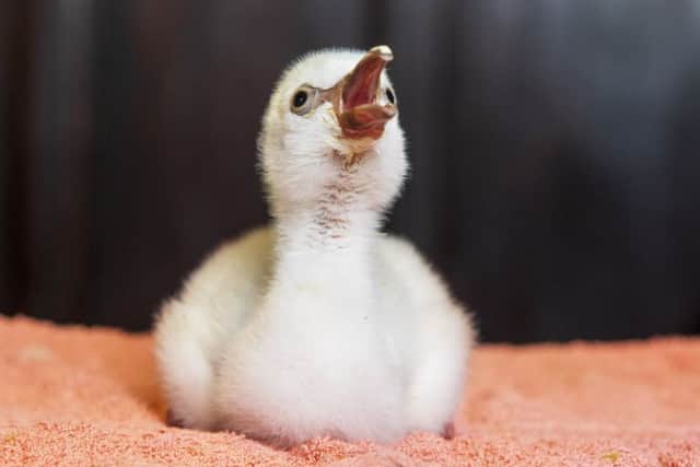 Four-day-old Chilean flamingo chick being hand reared by Mark Haillay and Owen Joiner at Bird Gardens Scotland.
