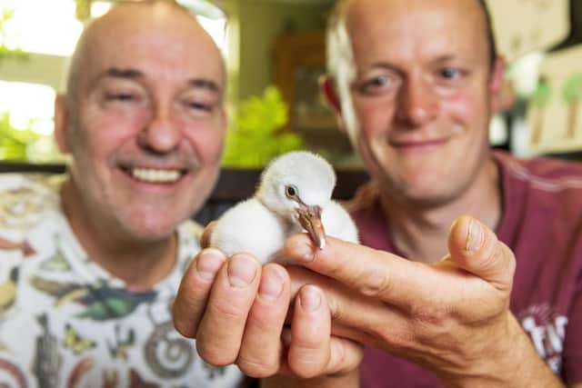 Four-day-old Chilean flamingo chick being hand reared by Mark Haillay and Owen Joiner at Bird Gardens Scotland.