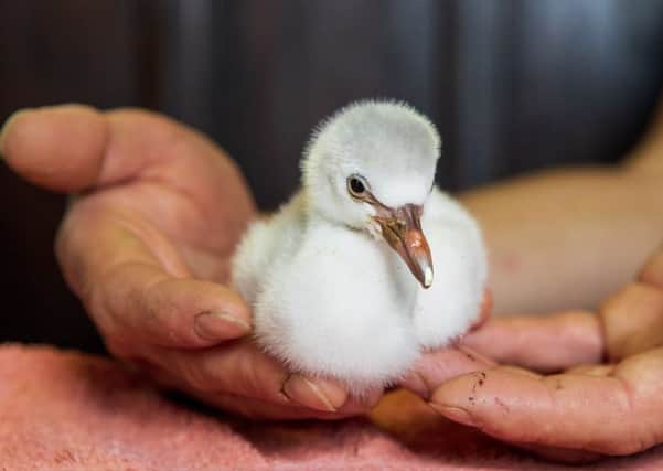 Four-day-old Chilean flamingo chick being hand reared by Mark Haillay and Owen Joiner at Bird Gardens Scotland.