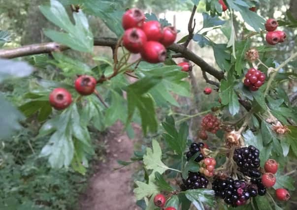 Hawthorn berries and bramble fruit by the River Tweed at Faldonside
