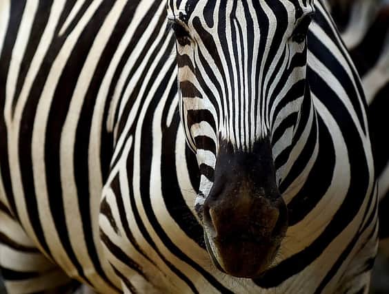 The mystery behind zebra stripes has been solved (Getty Images)